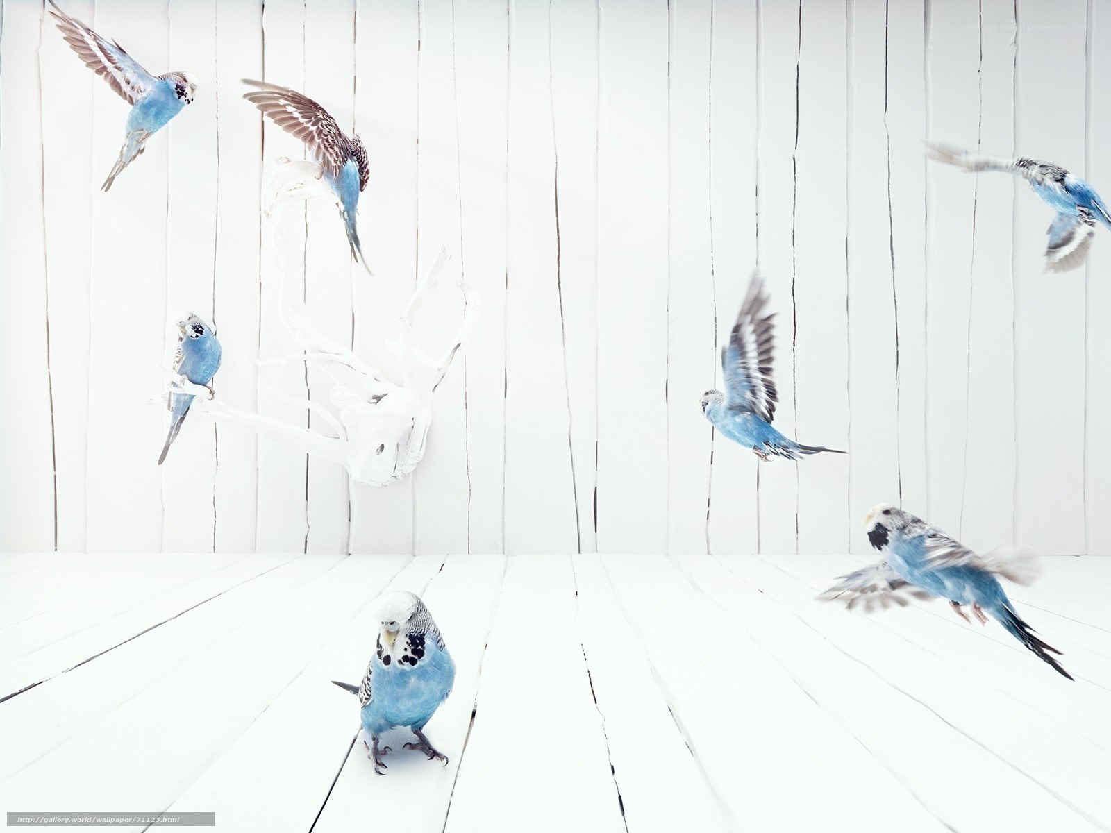 Blue parakeets in flight