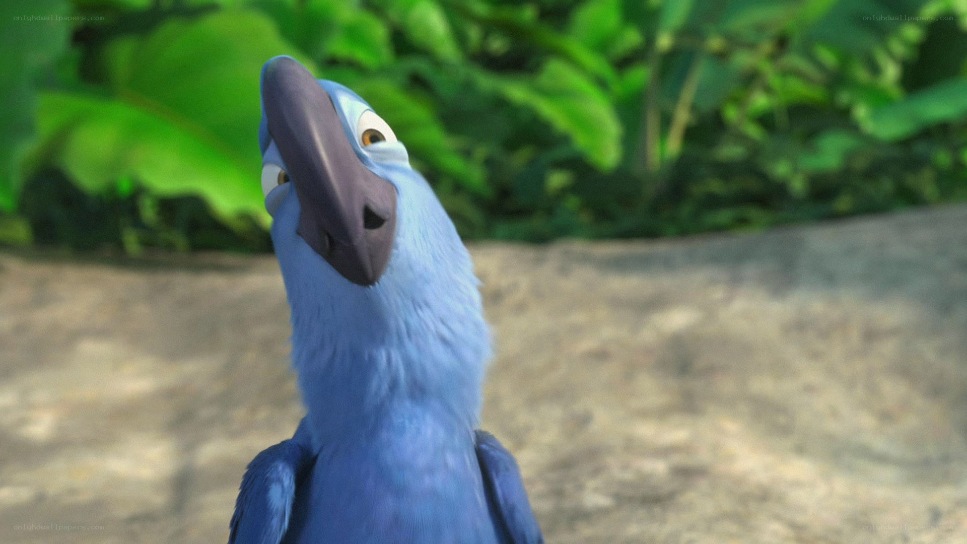 blue parrot character close-up