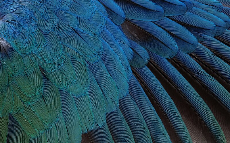 Blue Parrot Feathers
