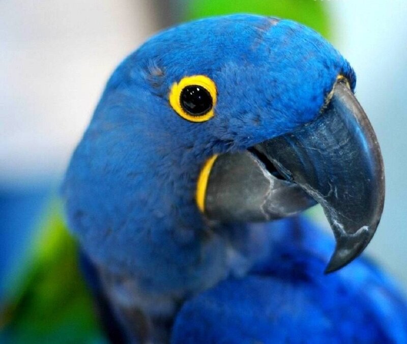 Blue Parrot Head