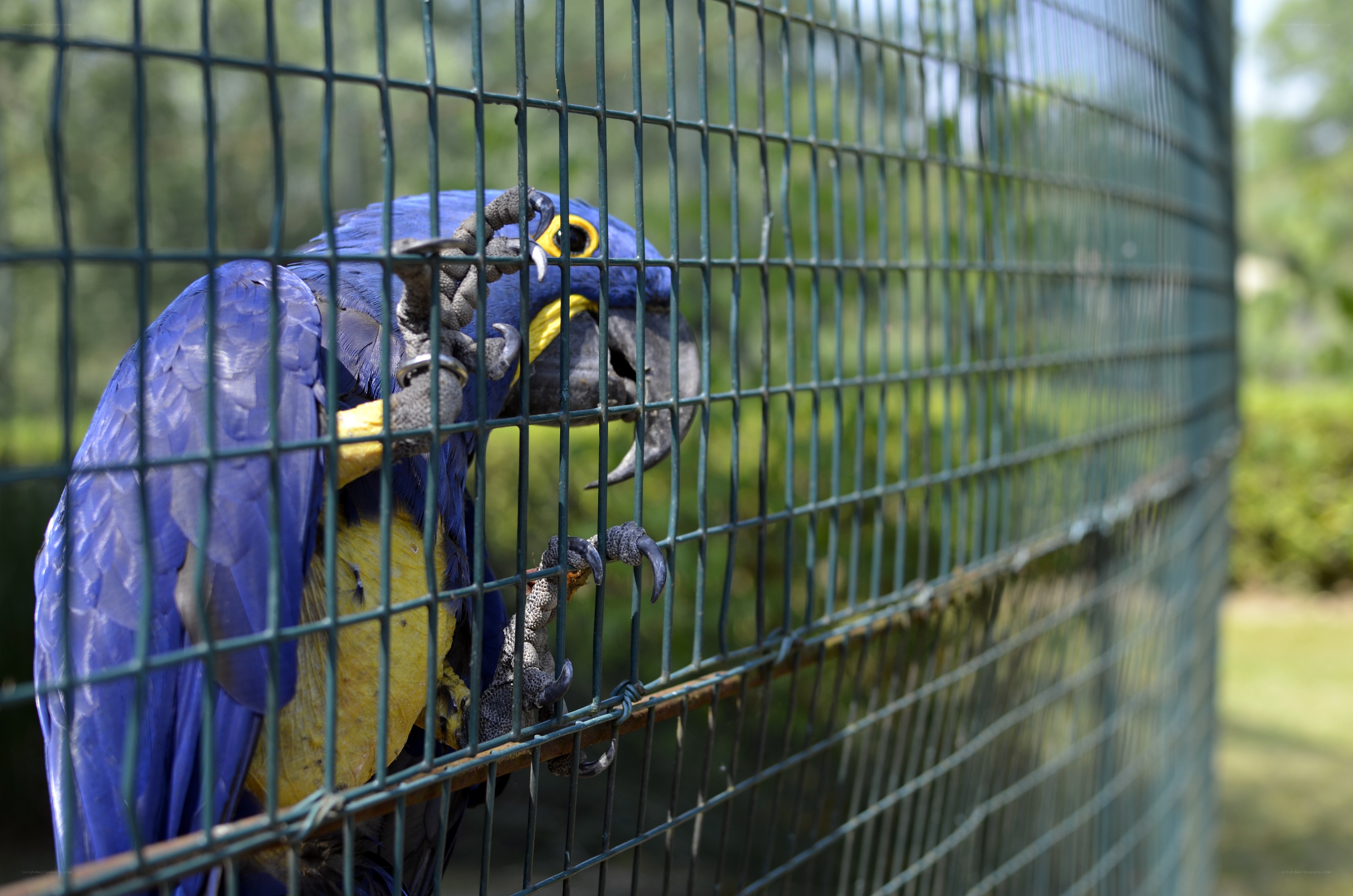 blue parrot in a cage