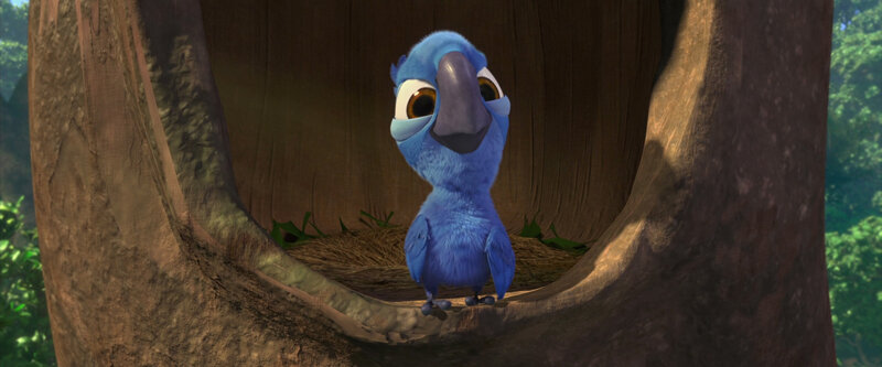 Blue Parrot in Tree Hollow