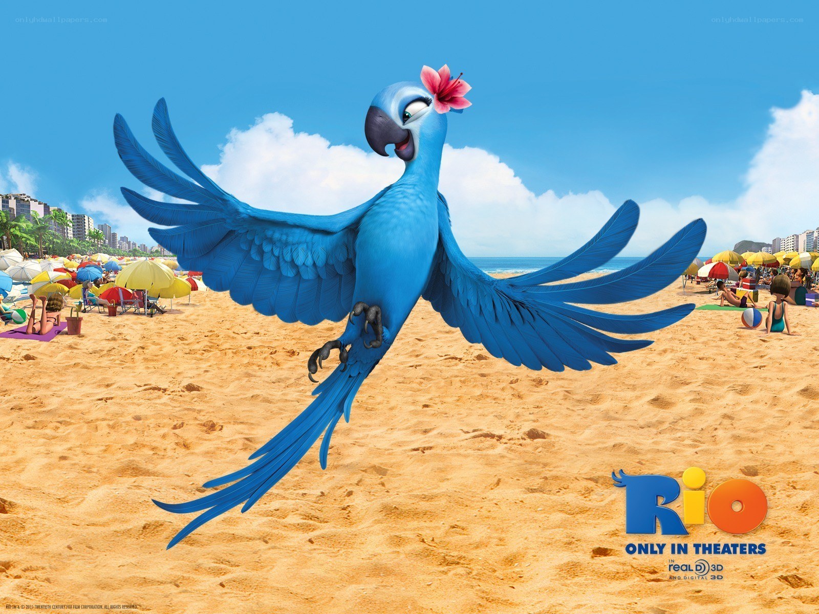 Blue parrot on a beach