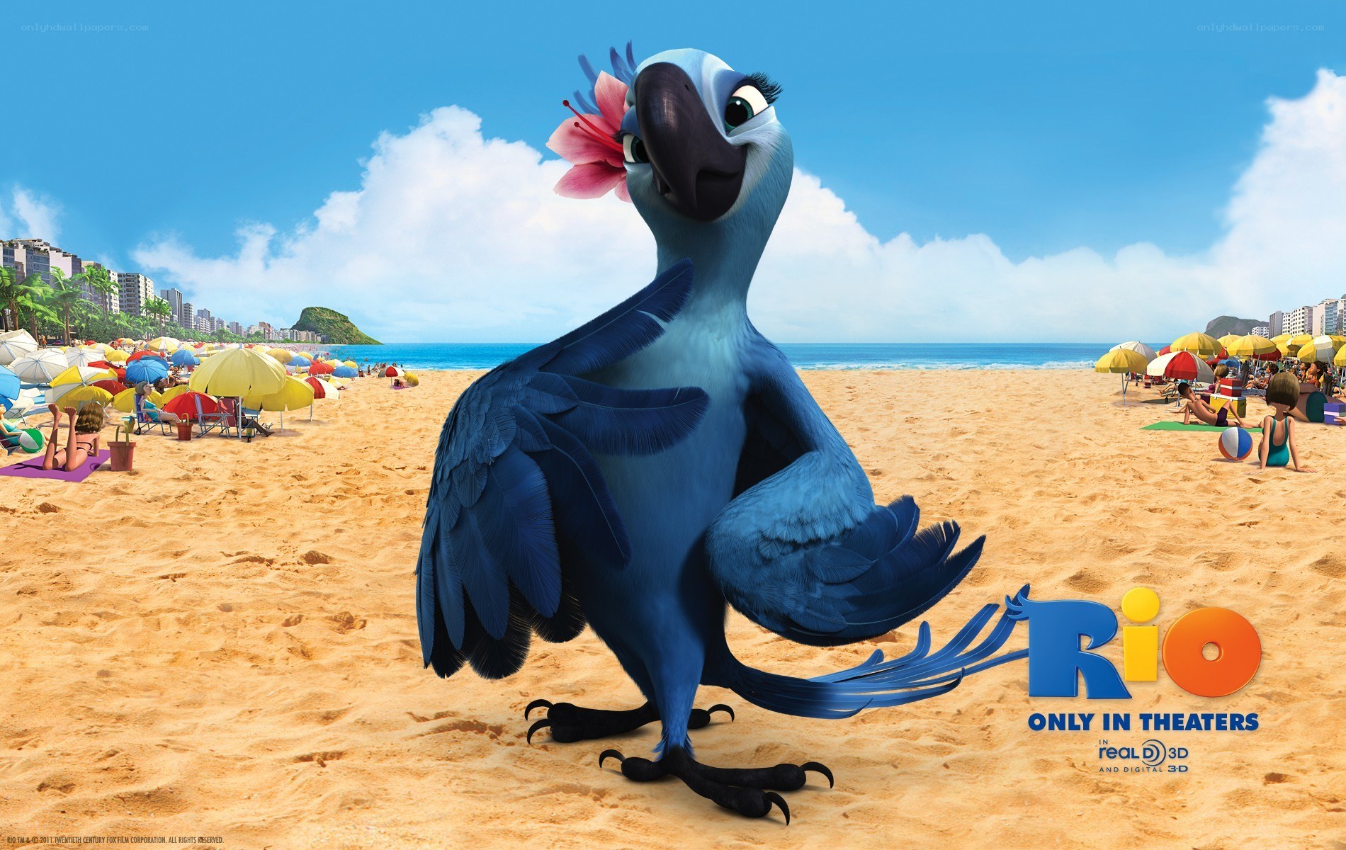 Blue parrot on a beach