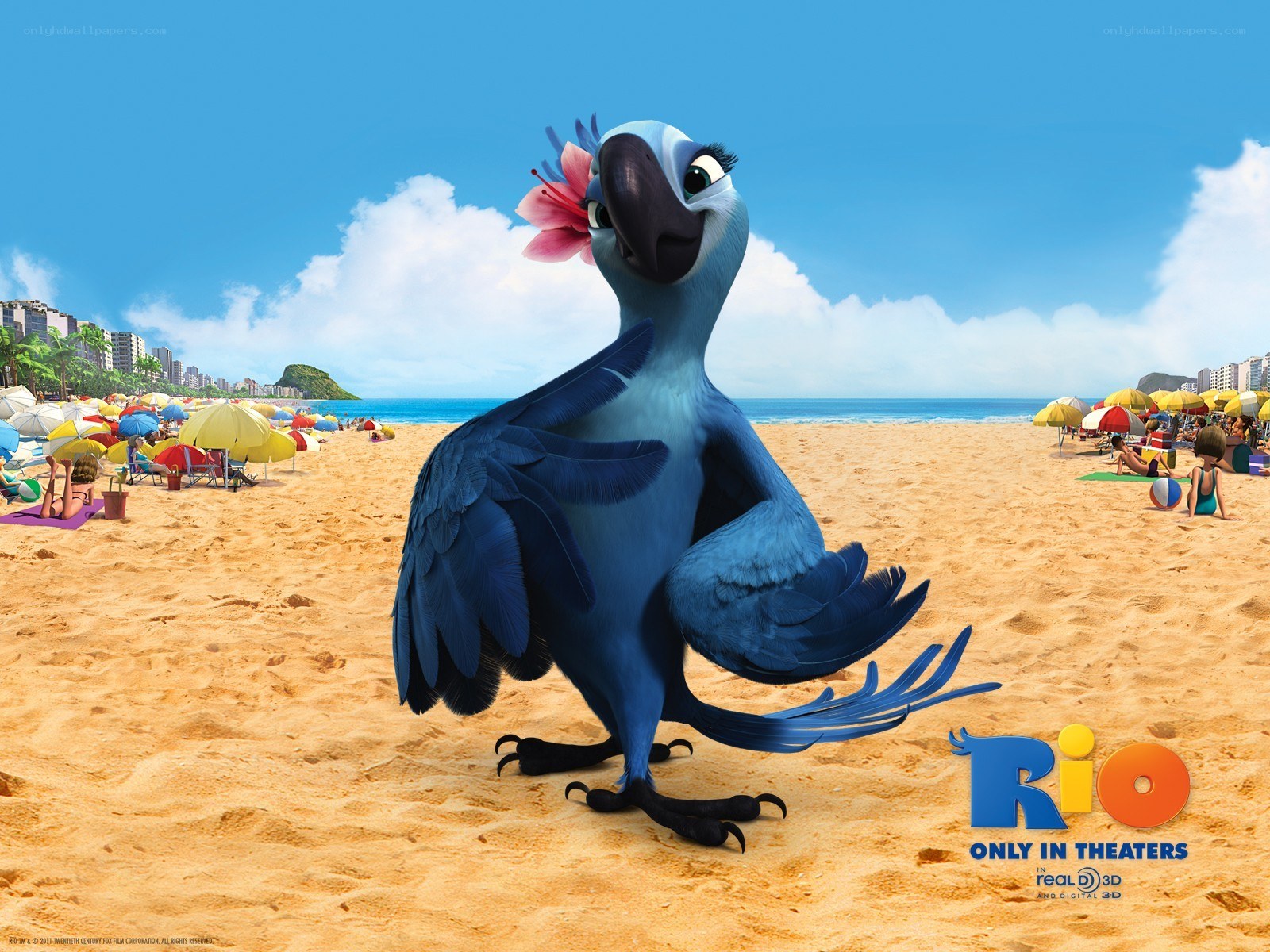 Blue parrot on a beach