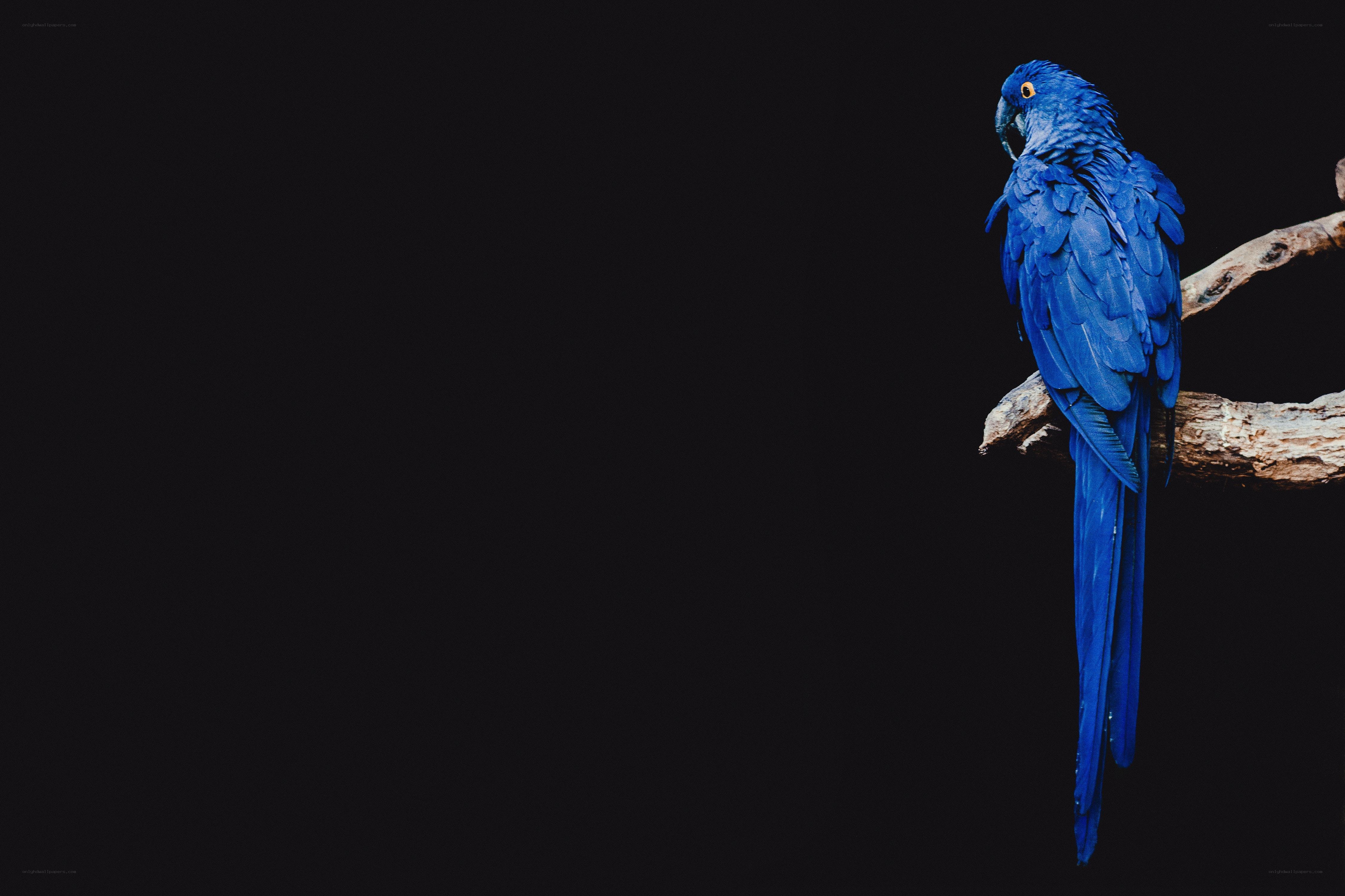 Blue parrot on a branch