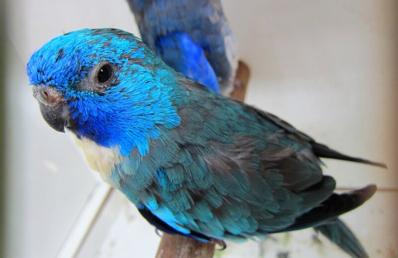 Blue Parrot on Perch