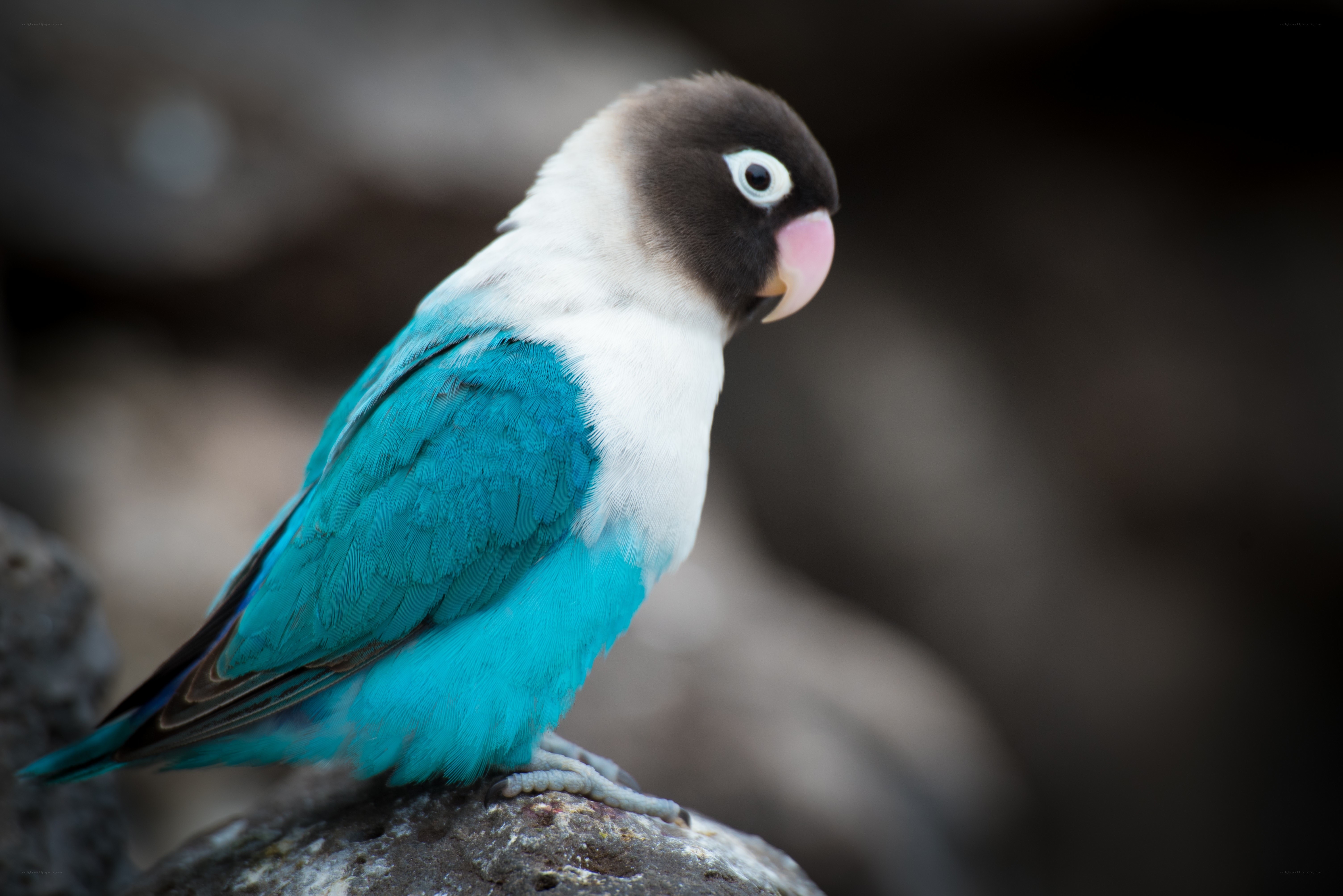 blue parrot with black head