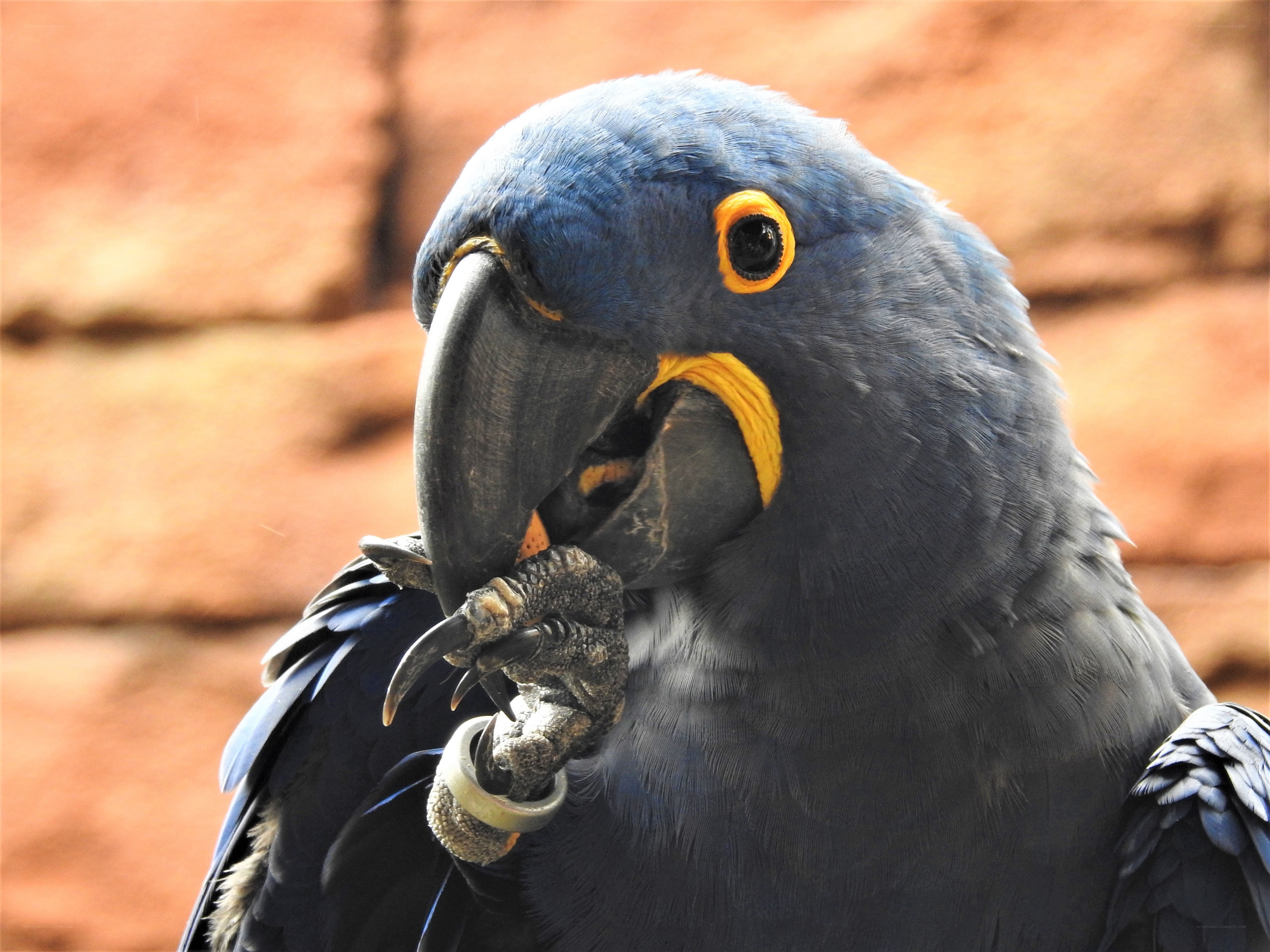 blue parrot with yellow eyes