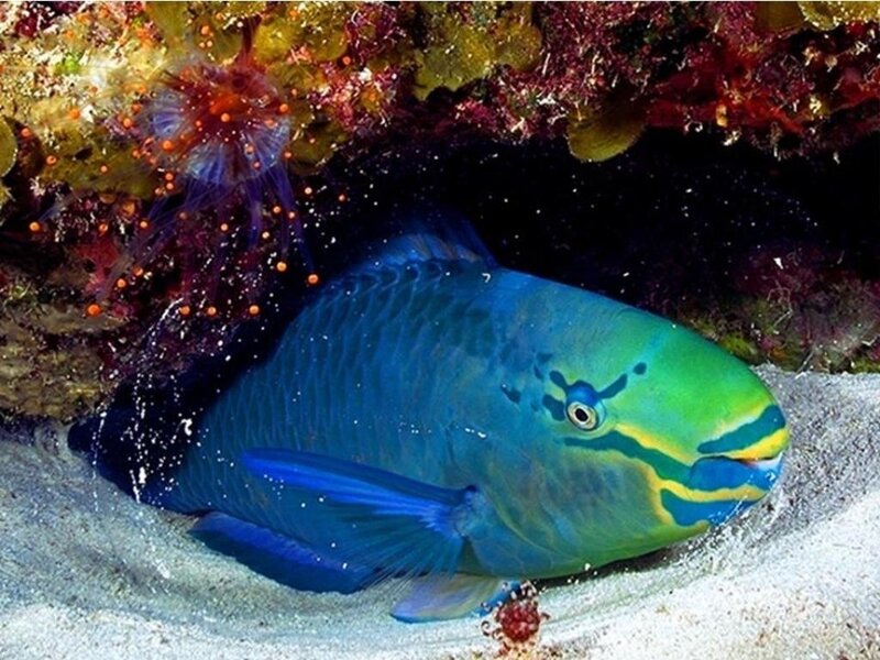 Blue parrotfish in coral reef