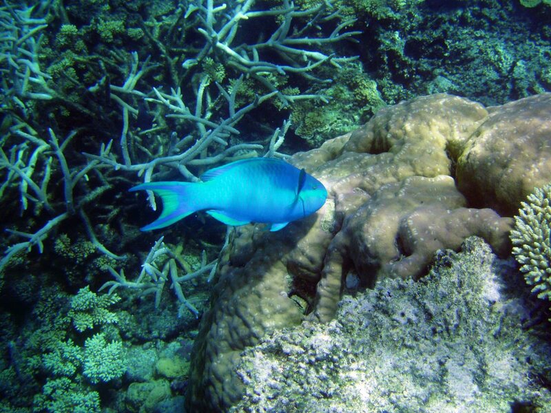 Blue parrotfish near coral reef