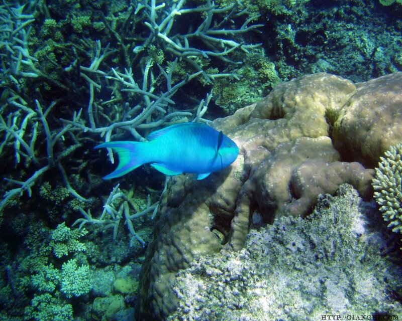 blue parrotfish near coral reef