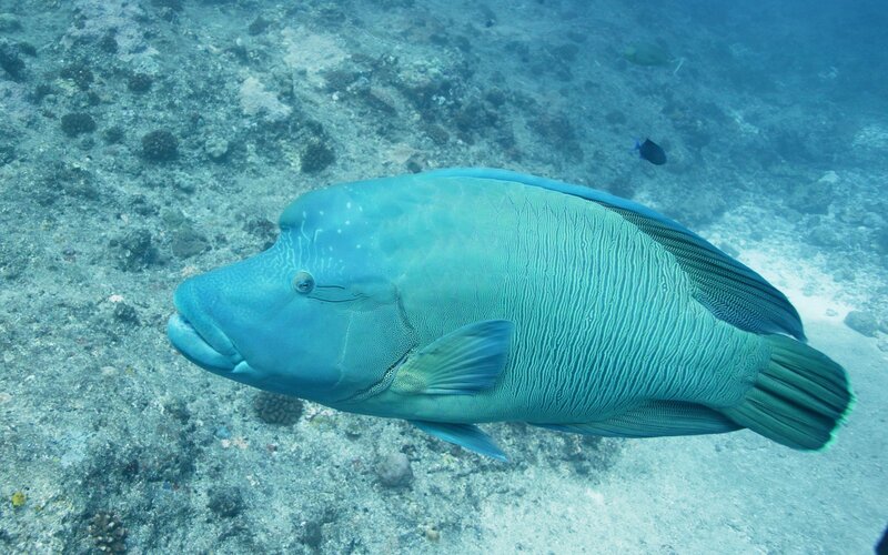 blue parrotfish underwater