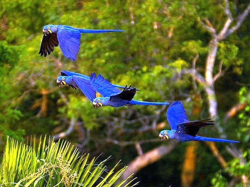 Blue parrots flying in forest