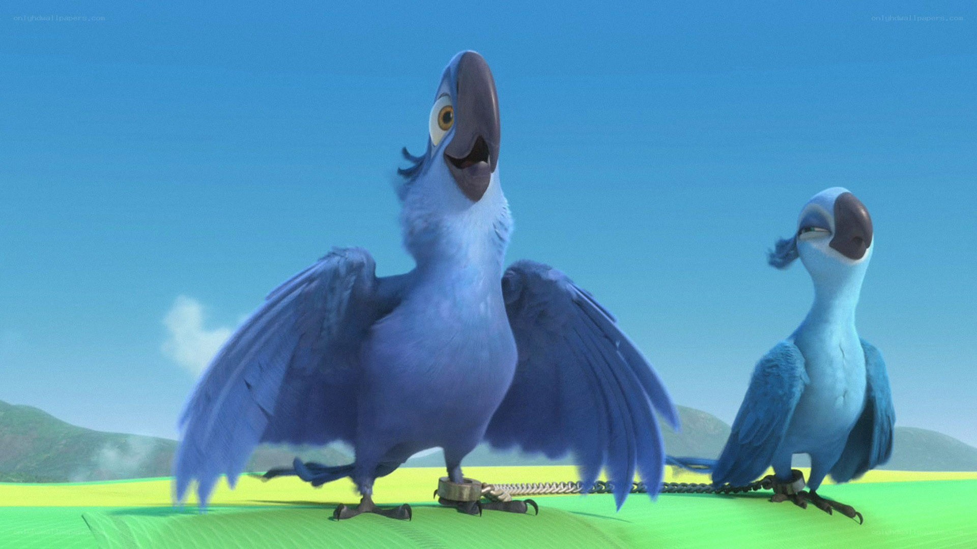 Blue parrots on a field