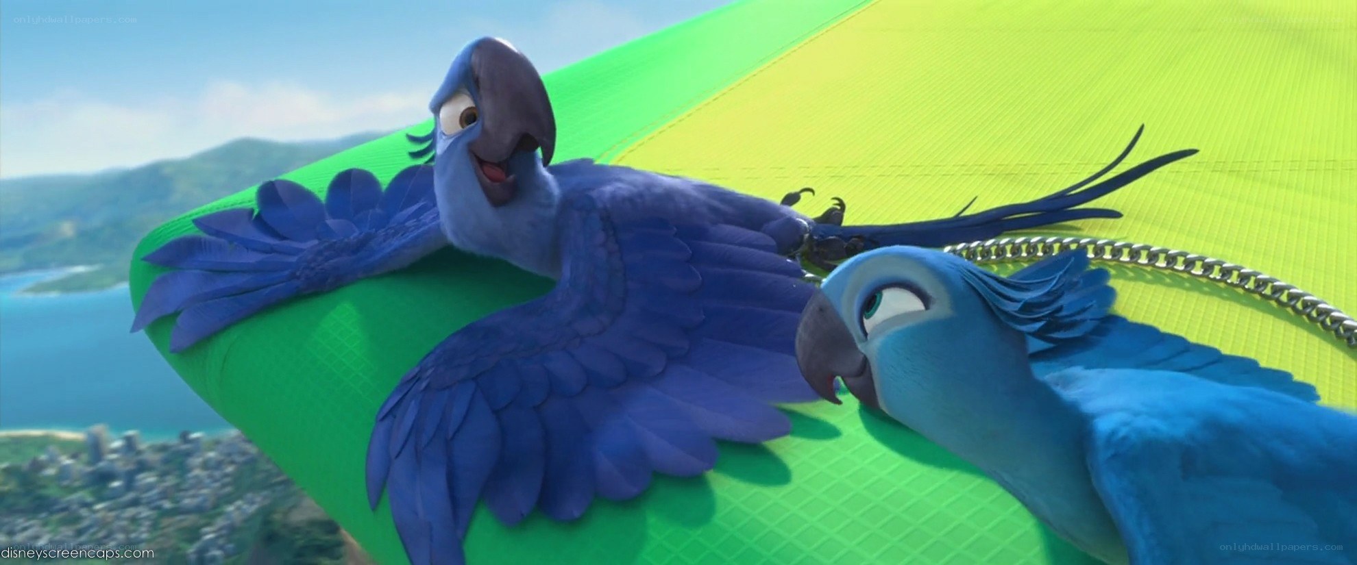 blue parrots on a glider