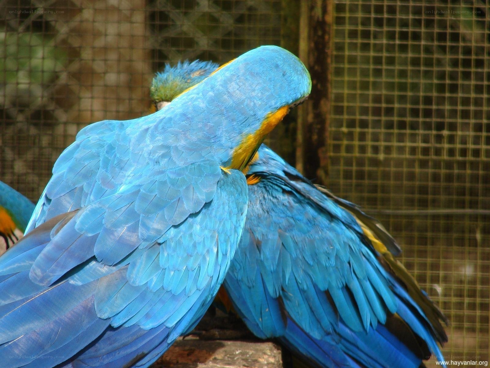 Blue parrots preening in enclosure