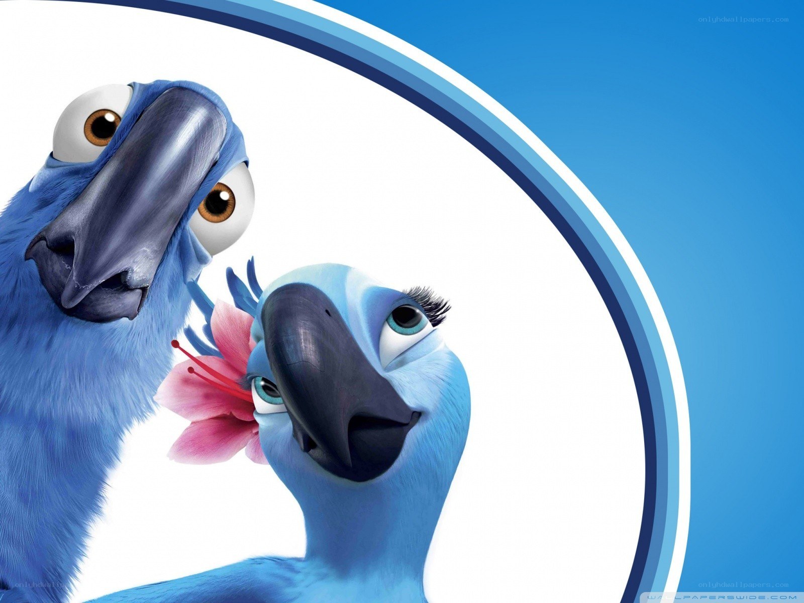 Blue parrots with flower