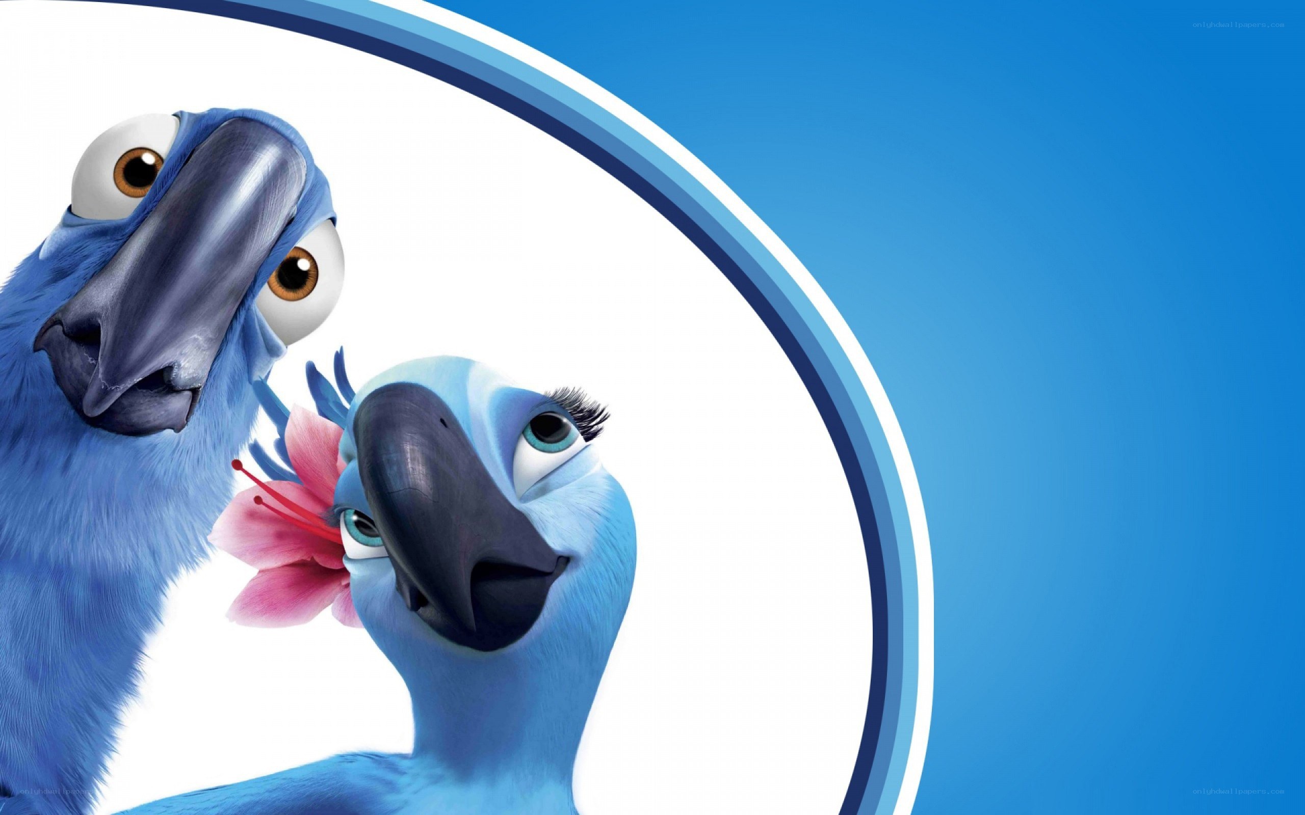 Blue parrots with flower