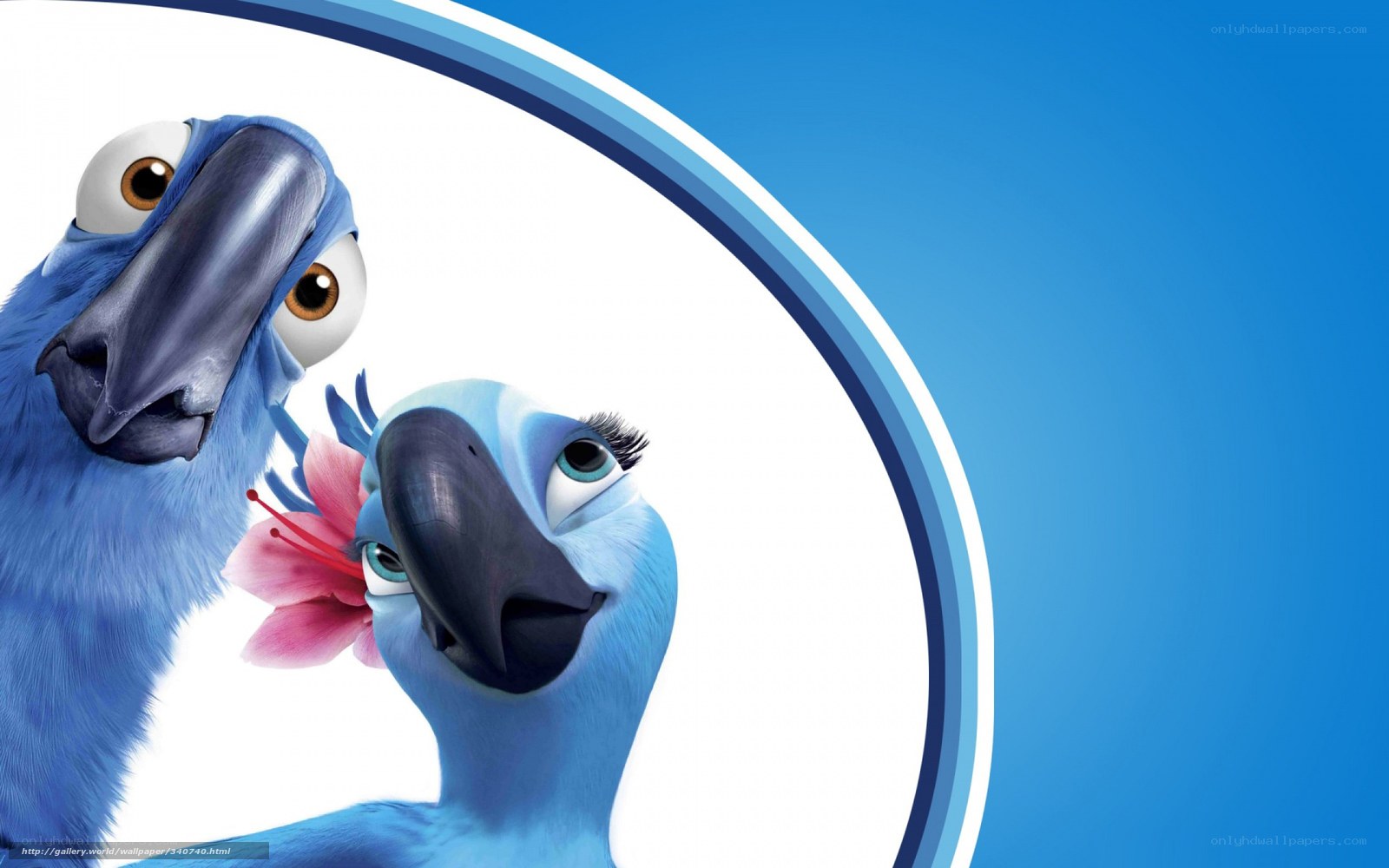 Blue parrots with flower
