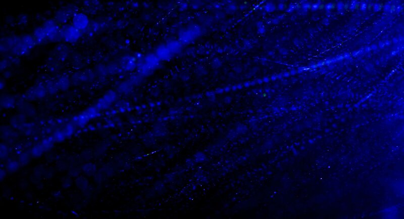 blue particle motion background