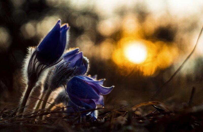 Blue Pasqueflower Blooms