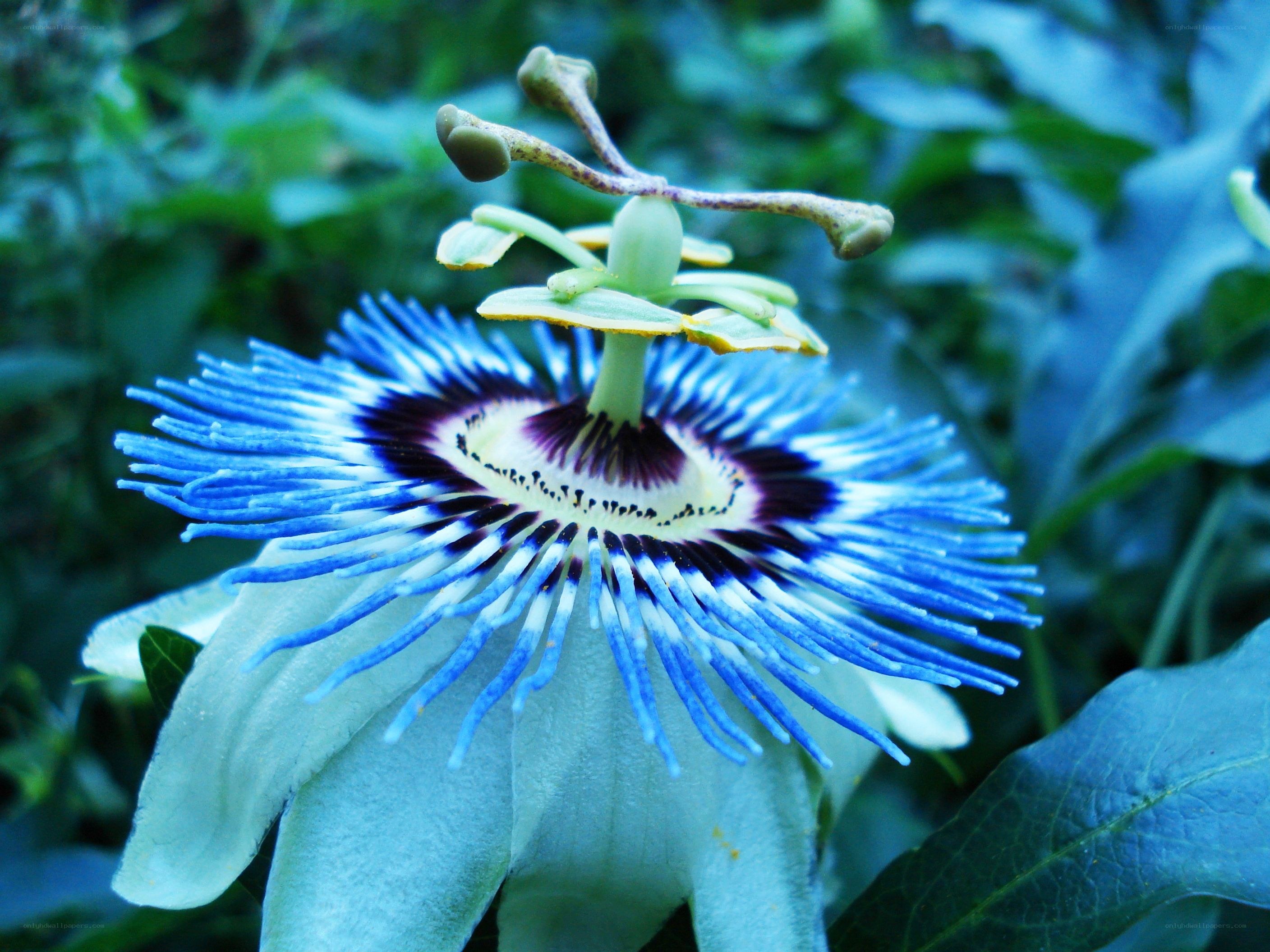 blue passionflower bloom