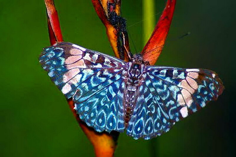Blue Patterned Butterfly — Natural