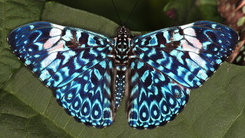 Blue Patterned Butterfly