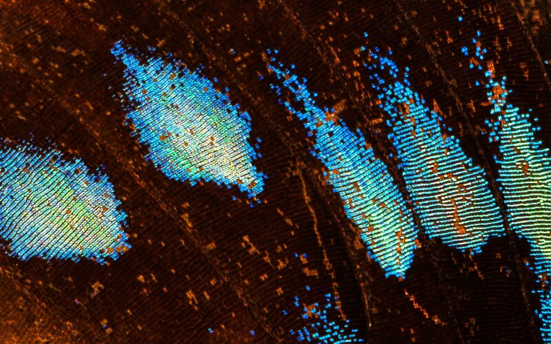 blue patterns on butterfly wing