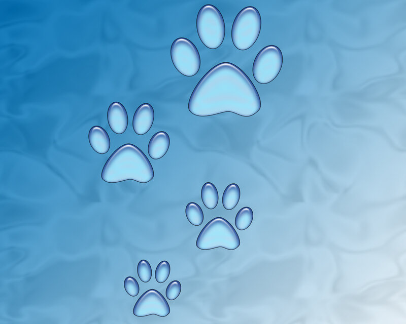 blue paw prints on water
