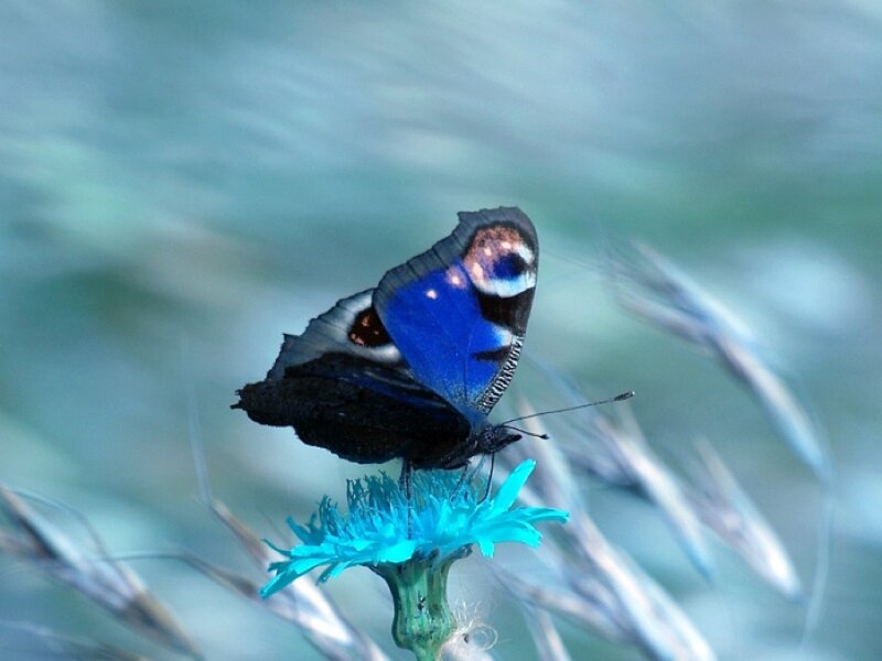Blue Peacock Butterfly