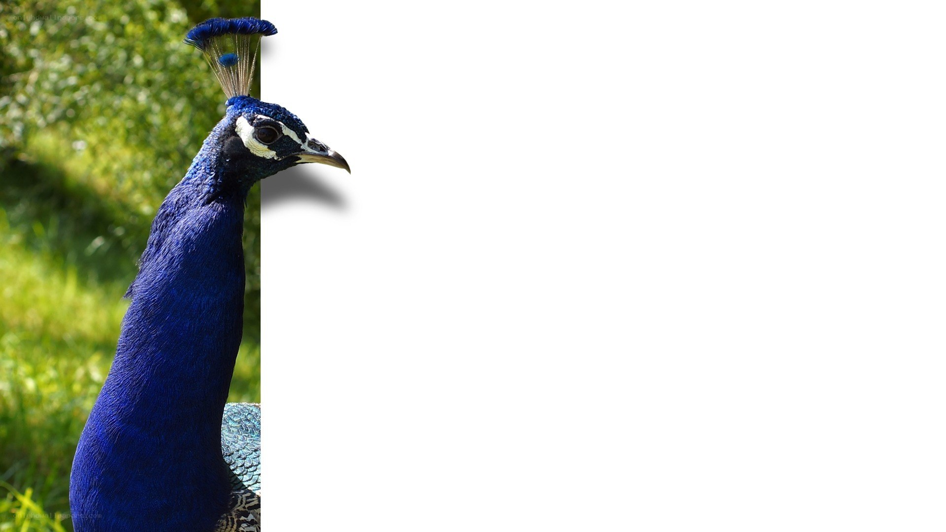blue peacock in garden