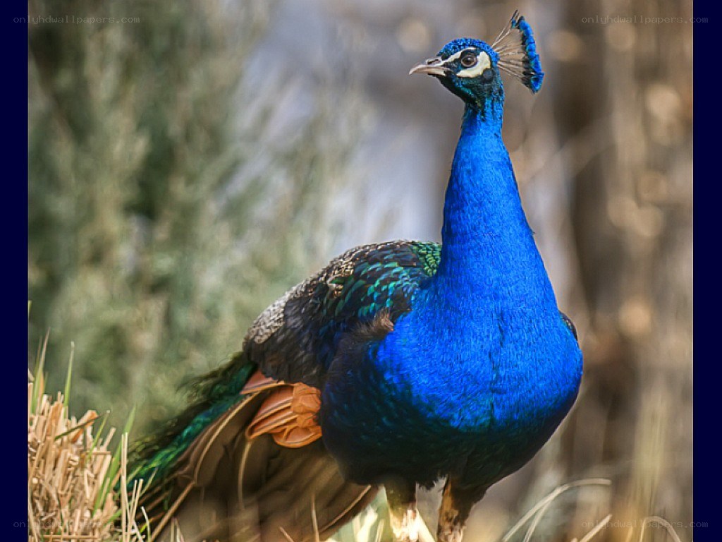 blue peacock in nature