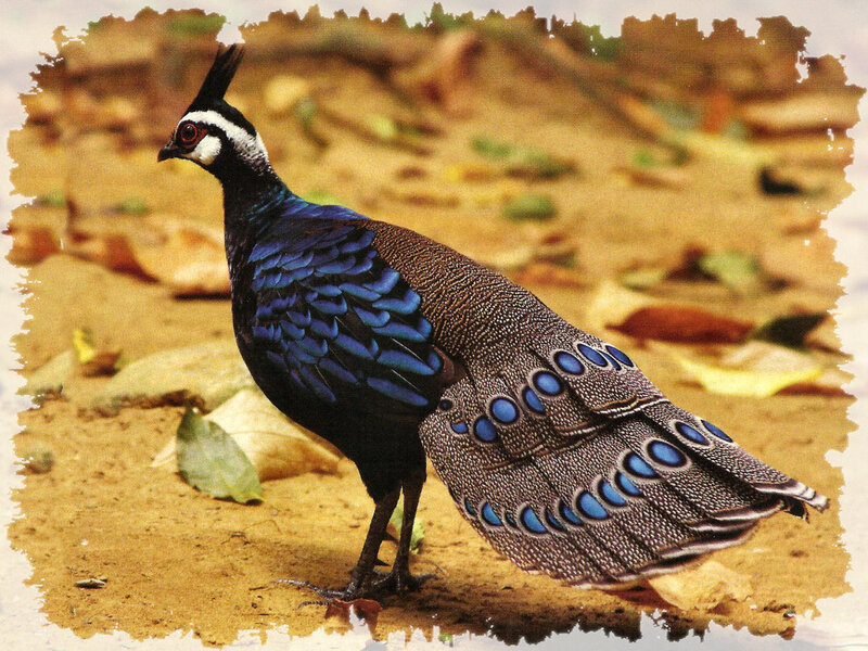 Blue Peafowl Bird