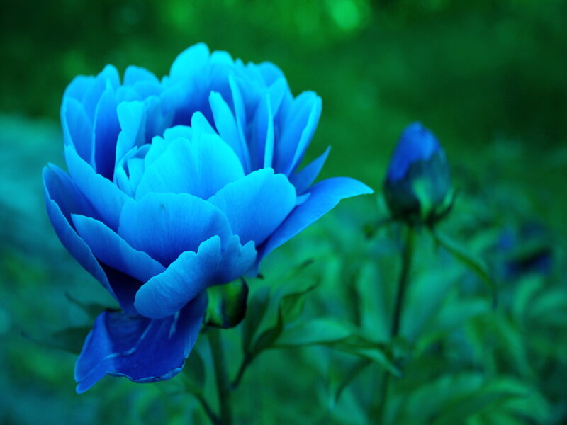 Blue Peony Flower — Serene, Photograph