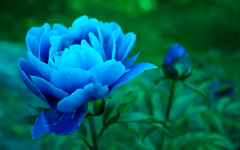 Blue Peony Flower — Serene