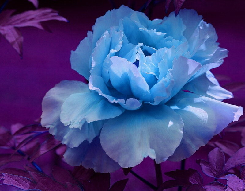 Blue Peony Flower