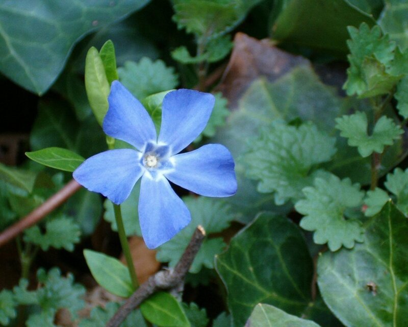 Blue Periwinkle Flower