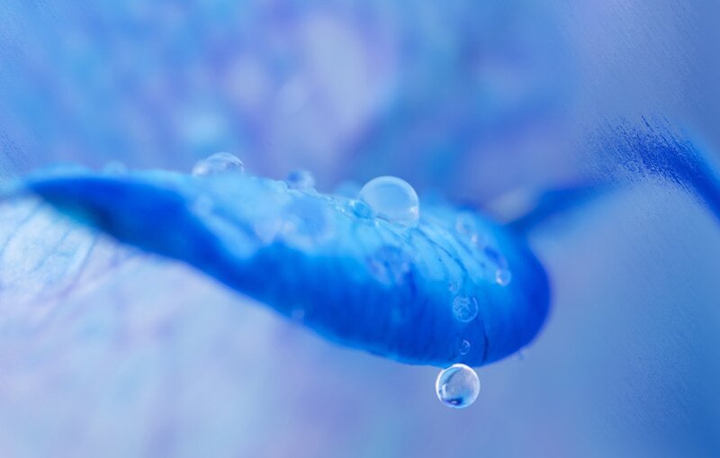 Blue Petal with Water Droplets — Serene