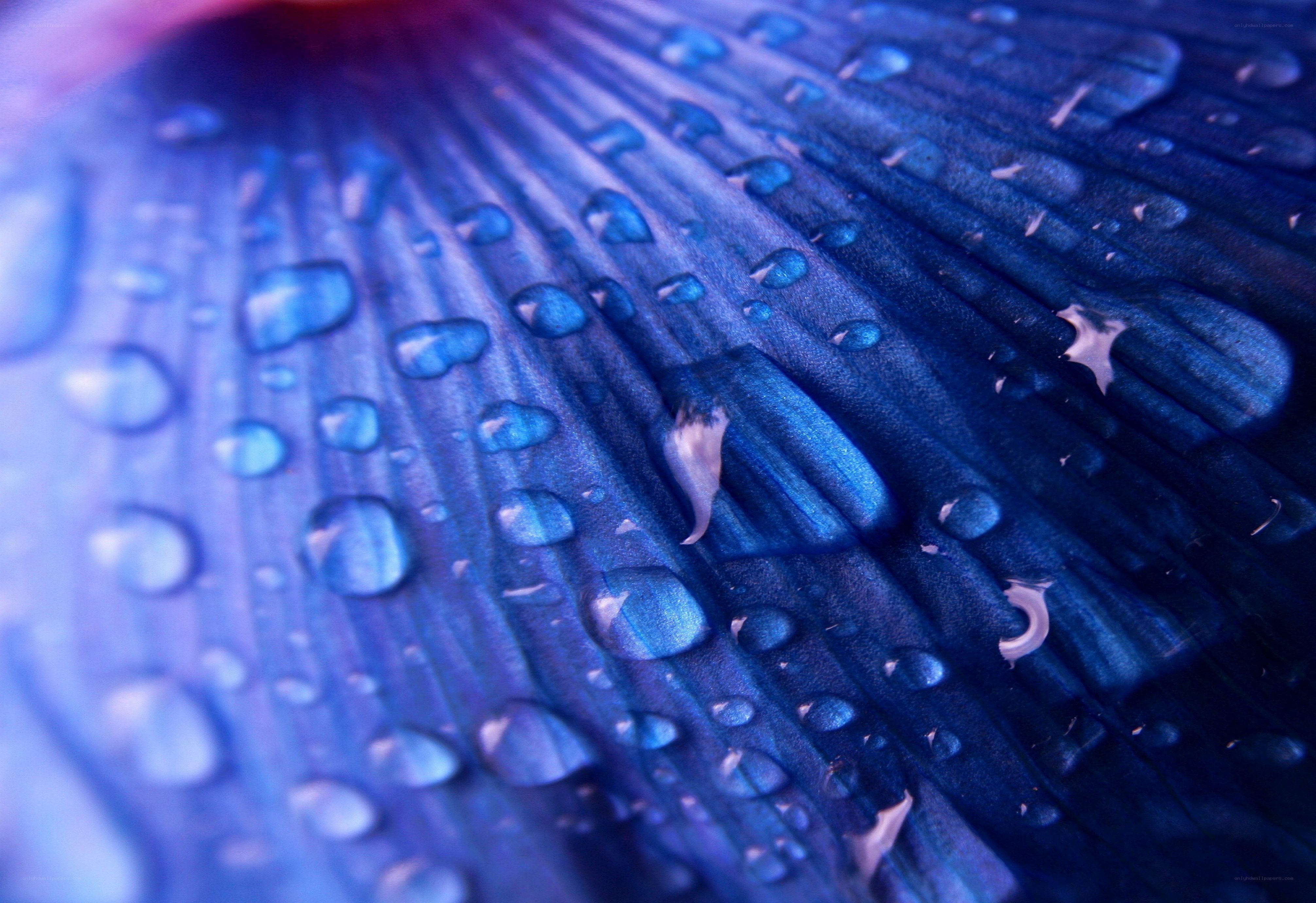 Blue petal with water droplets