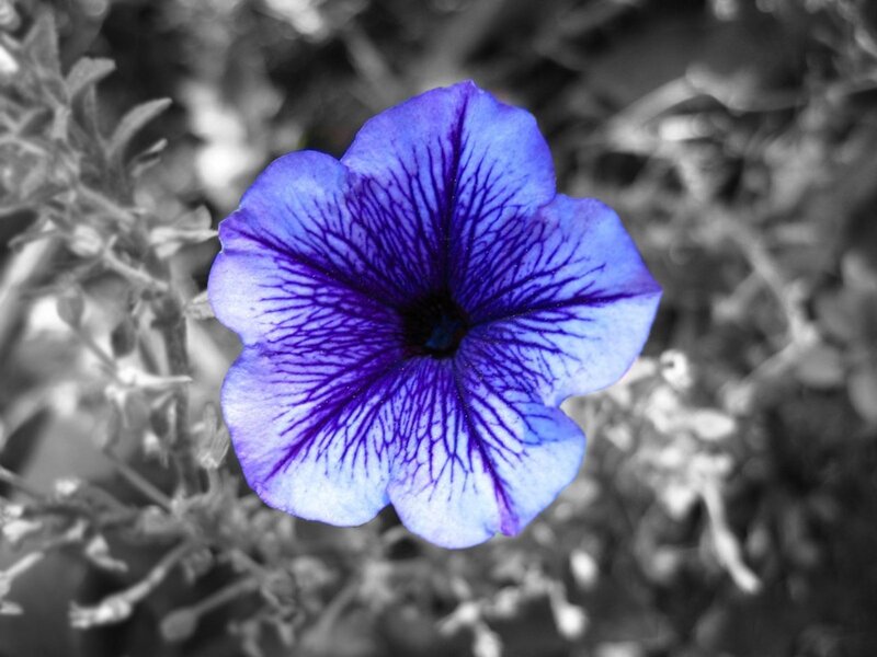 Blue Petunia Flower