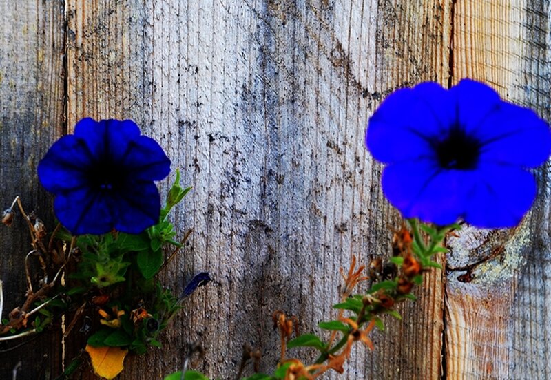 Blue Petunia Flowers — Calm