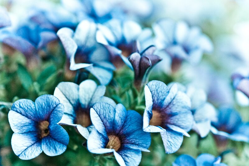 Blue Petunia Flowers