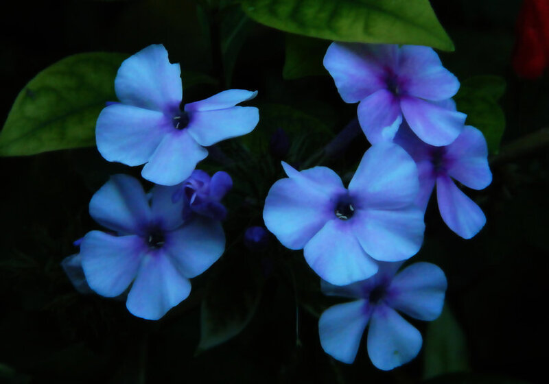 Blue Phlox Flowers