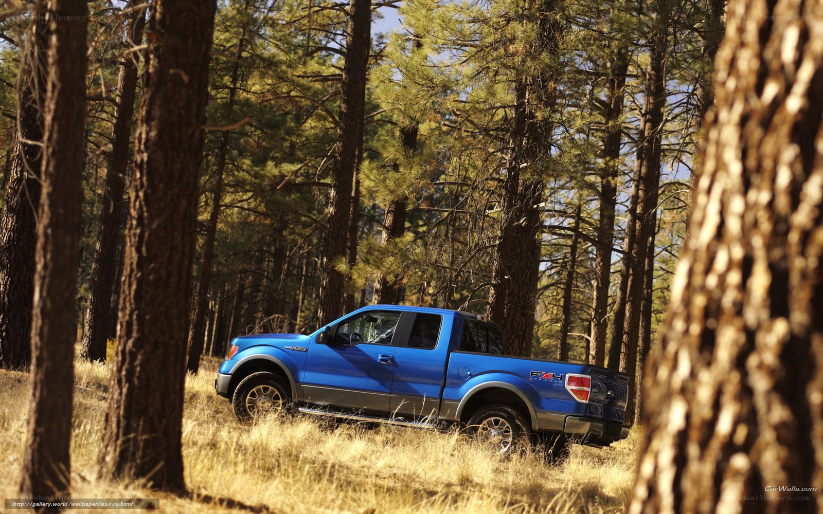 Blue pickup truck in forest