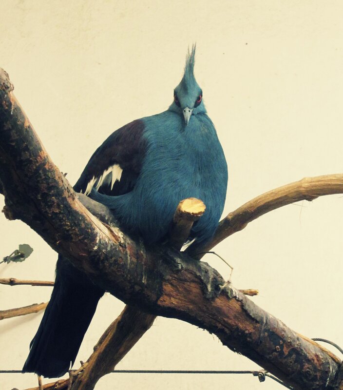 blue pigeon on a branch