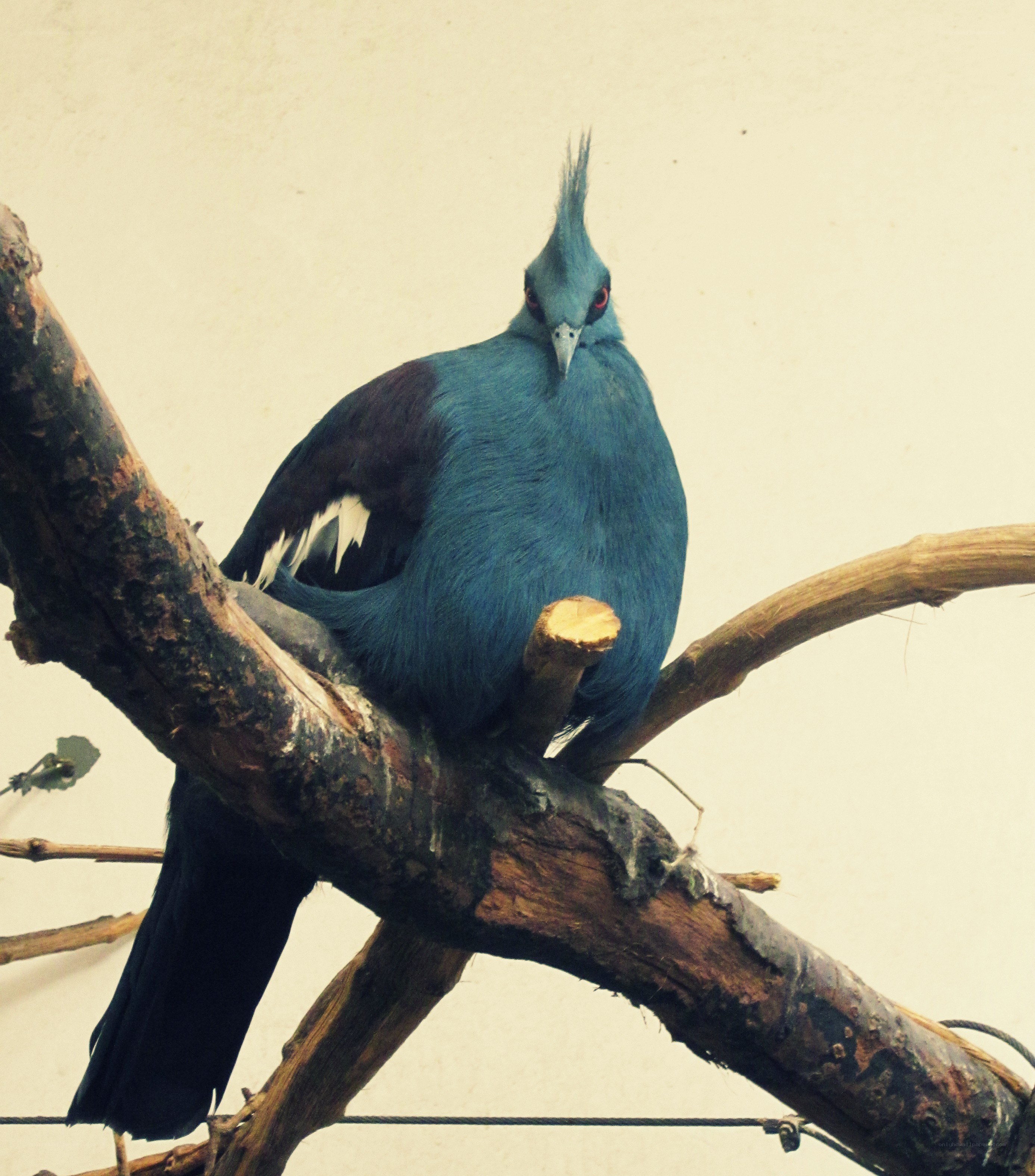 blue pigeon on a branch