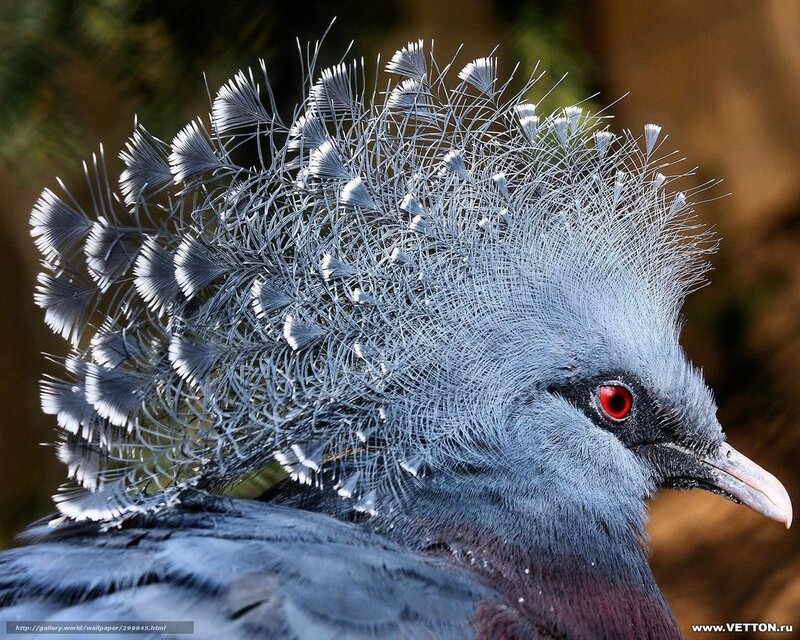 Blue Pigeon with Crest — Natural