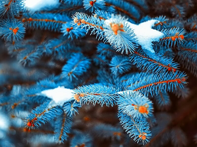 Blue Pine Branches — Calm